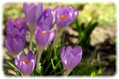 _crocus-4049282_1920.jpg