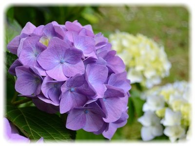 hydrangea2019.jpg