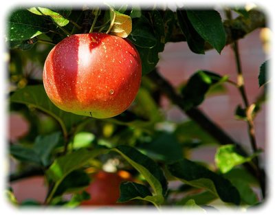 _201808apple.jpg