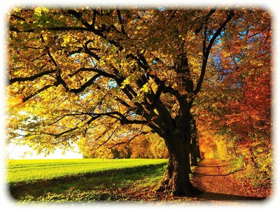 _201808tree.jpg