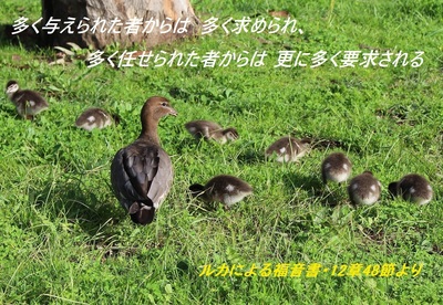australian-wood-ducks.jpg