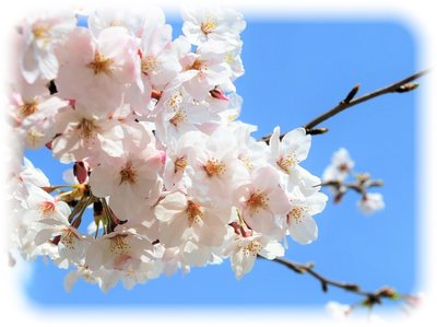 cherry.jpg