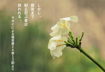 frangipani.jpg