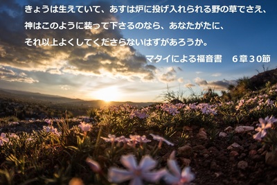 meadow.jpg