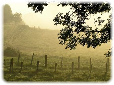 morning-mist202010.jpg