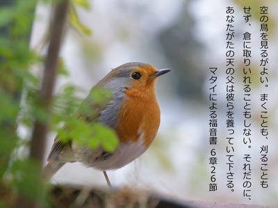 robin.jpg