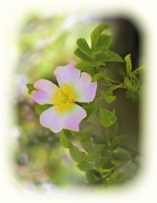 rose-4859159_640.jpg