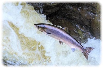 salmon.jpg