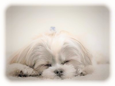sleep_dog.jpg
